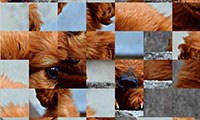Puzzle scorrevole per cani
